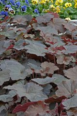Heuchera Purple Palace
