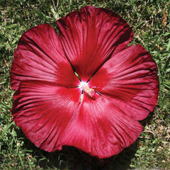 Hibiscus Honeymoon Deep Red