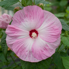 Hibiscus Honeymoon Light Rose