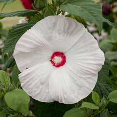 Hibiscus Honeymoon White w/ Eye