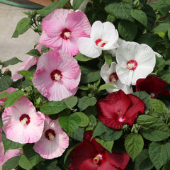 Hibiscus Honeymoon Formula Mix