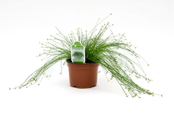 ColorGrass Isolepis Live Wire