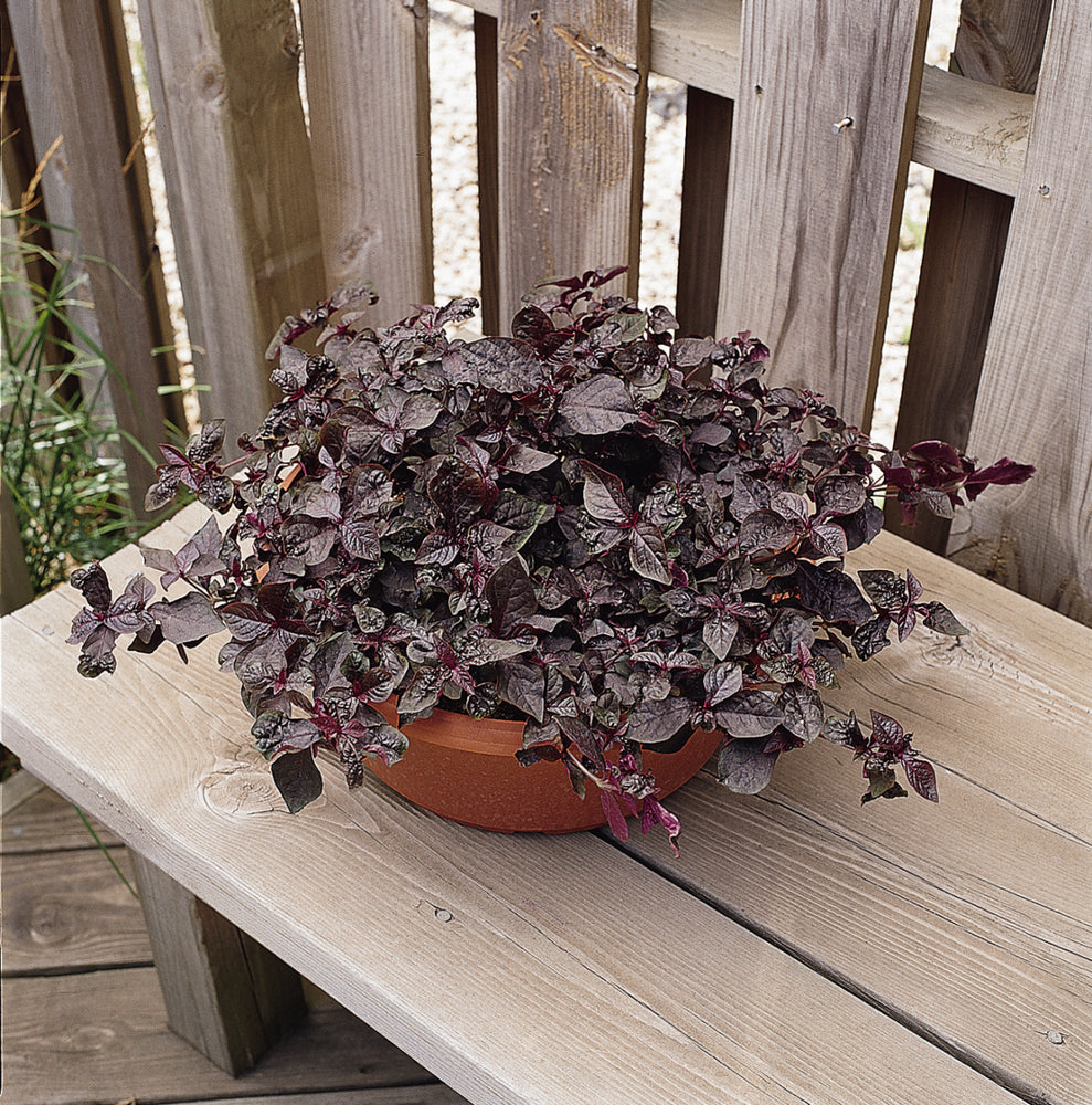 iresine plant indoors Iresine Purple Lady – Vis Seed