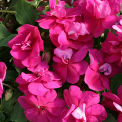 Impatiens Athena Bright Purple