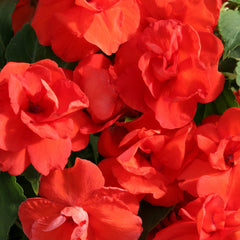 Impatiens Athena Orange