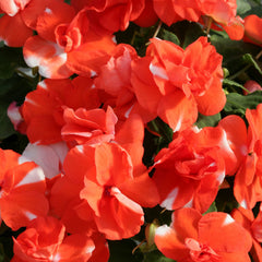 Impatiens Athena Orange Flash