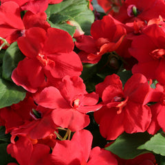 Impatiens Athena Red