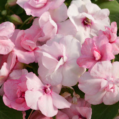 Impatiens Athena Appleblossom
