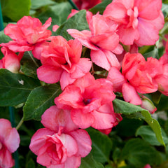 Impatiens Athena Coral
