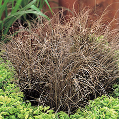 Carex Bronze Curls