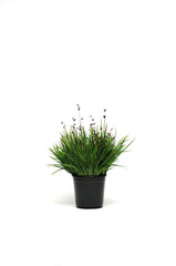 ColorGrass Juncus Starhead MPLT