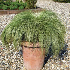 ColorGrass Carex Amazon Mist MPLT