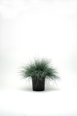 Festuca Festina MPLT
