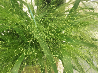 Panicum Frosted Explosion MLPT