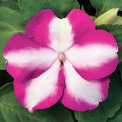 Impatiens Accent Violet Star
