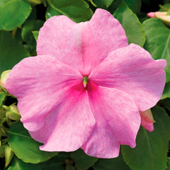 Impatiens Accent Premium Pink