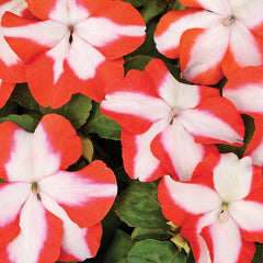 Impatiens Accent Orange Star