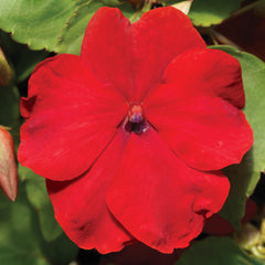 Impatiens Accent Premium Red