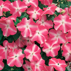 Impatiens Accent Rose Star