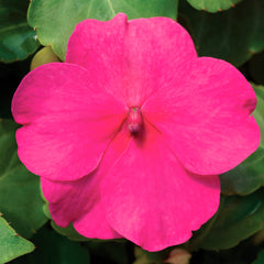 Impatiens Accent Premium Rose