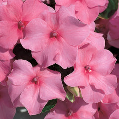 Impatiens Accent Deep Pink