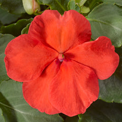 Impatiens Accent Premium Salmon
