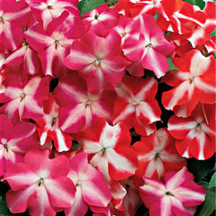 Impatiens Accent Star Mix