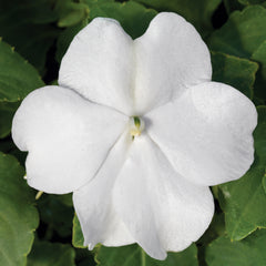 Impatiens Accent Premium White