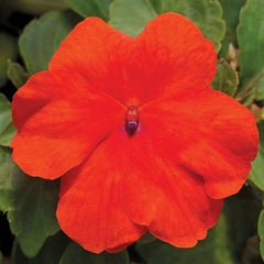 Impatiens Accent Premium Deep Orange