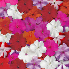 Impatiens Accent Mix