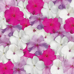Impatiens Accent Pastel Mix