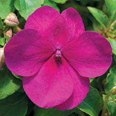 Impatiens Accent Premium Violet