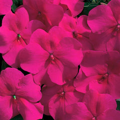 Impatiens Accent Burgundy