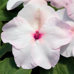 Impatiens Accent Premium Bright Eye