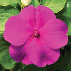 Impatiens Accent Premium Lilac