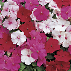 Impatiens Accent Peppermint Mix