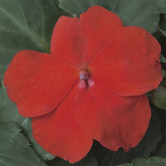Impatiens Xtreme Scarlet