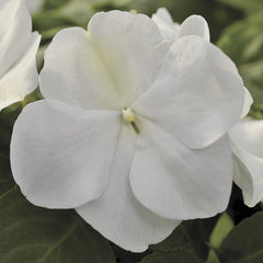 Impatiens Xtreme White