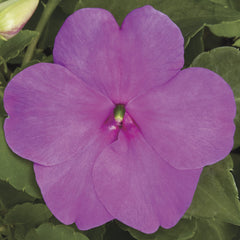 Impatiens Xtreme Lilac