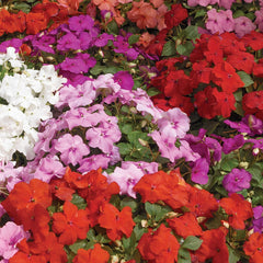 Impatiens Xtreme Mixture
