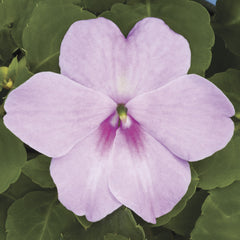 Impatiens Xtreme Lavender