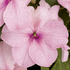 Impatiens Xtreme Pink