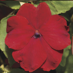 Impatiens Xtreme Red