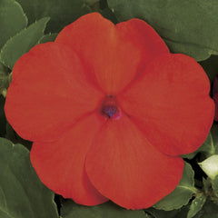 Impatiens Xtreme Orange