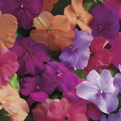 Impatiens Xtreme Utopia Mix