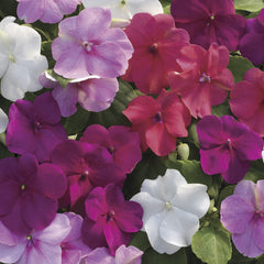 Impatiens Xtreme Rosey Mixture