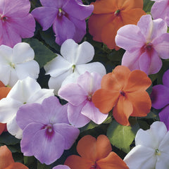 Impatiens Xtreme Pastel Mixture