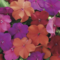 Impatiens Xtreme Tango Mix