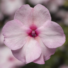 Impatiens Xtreme Bright Eyes