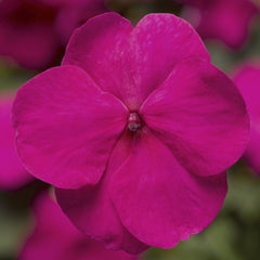 Impatiens Xtreme Bright Rose
